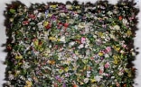 «Herbarium der Gefühle»